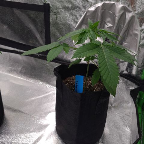 Peyote growlog timeline photo