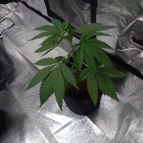 Samarian Sunset growlog timeline photo