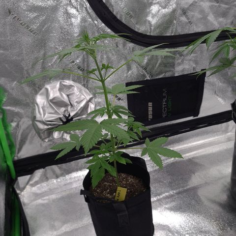 Patacon growlog timeline photo