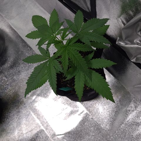 Angelito growlog timeline photo