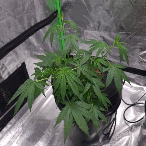 Guineo growlog timeline photo