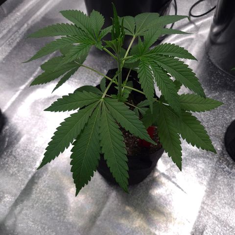 Samarian Sunset growlog timeline photo