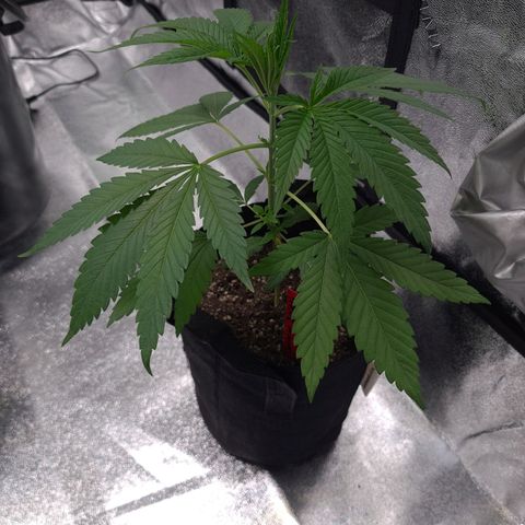 Samarian Sunset growlog timeline photo