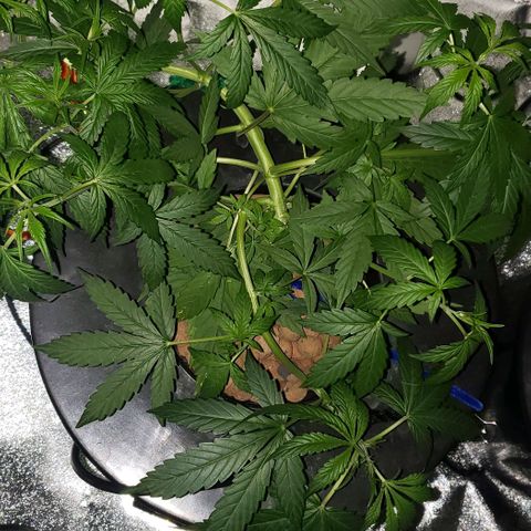 Guineo growlog timeline photo