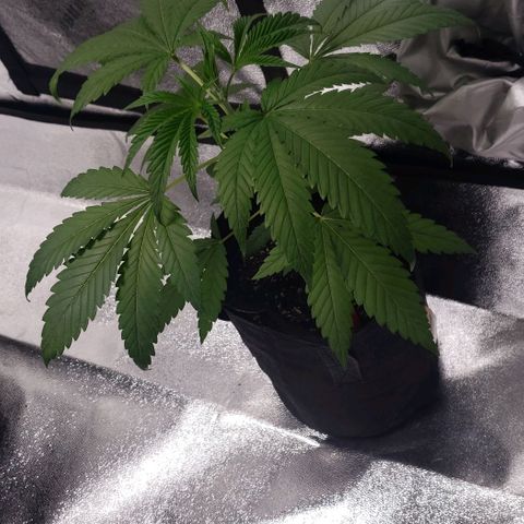Samarian Sunset growlog timeline photo