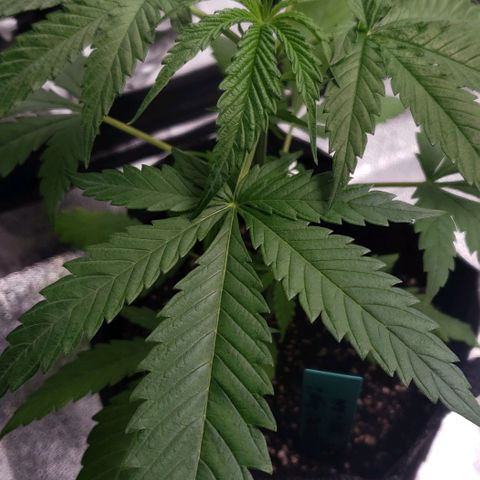 Angelito growlog timeline photo