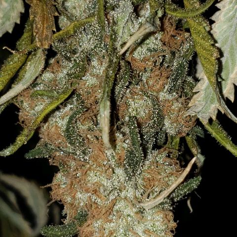 Cookie growlog timeline photo