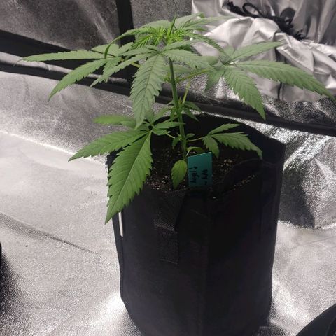 Angelito growlog timeline photo