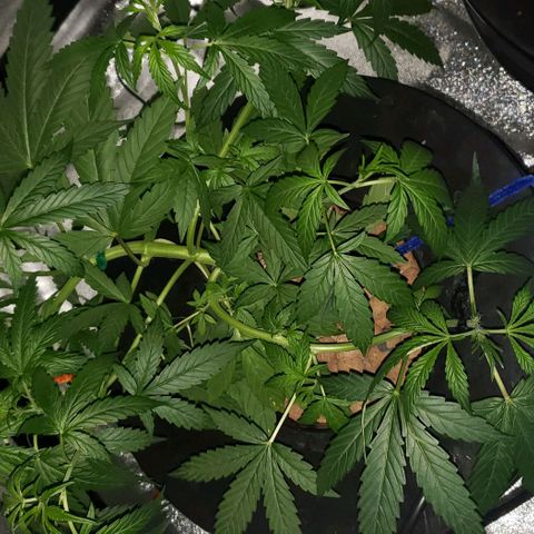 Guineo growlog timeline photo
