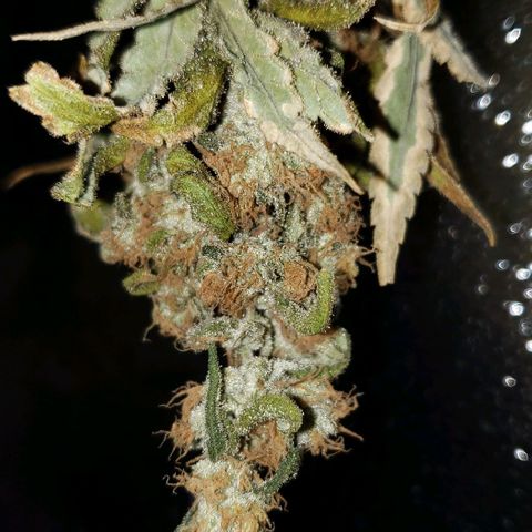 Cookie growlog timeline photo