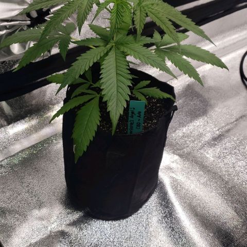Angelito growlog timeline photo