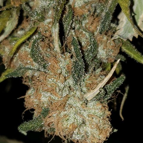 Cookie growlog timeline photo