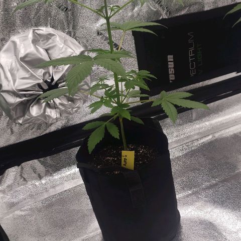 Patacon growlog timeline photo