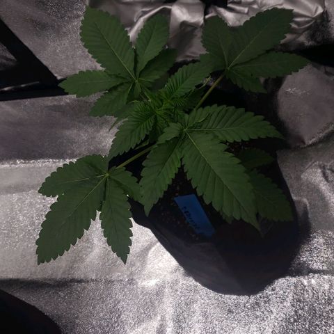 Peyote growlog timeline photo