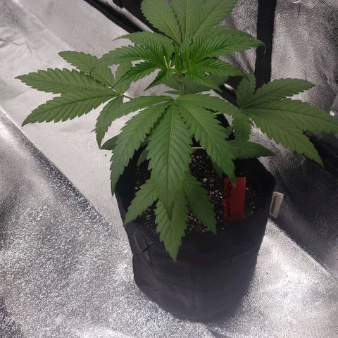 Samarian Sunset growlog timeline photo