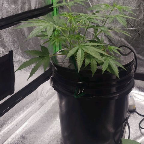 Guineo growlog timeline photo