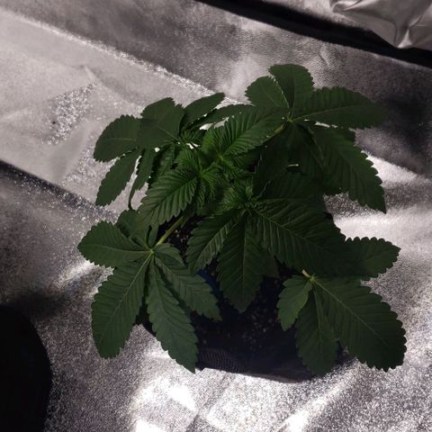 Peyote growlog timeline photo