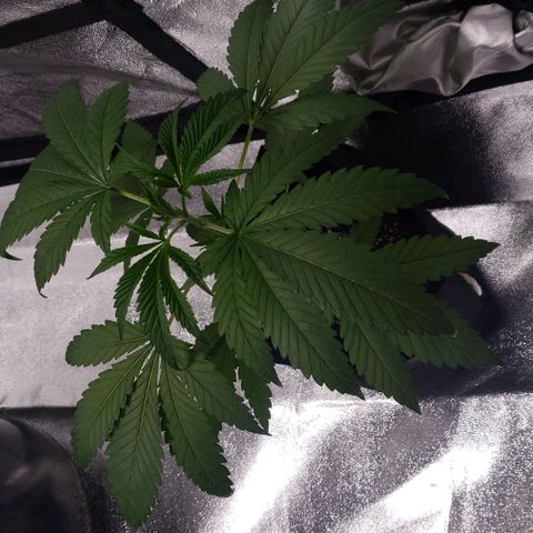 Samarian Sunset growlog timeline photo