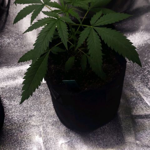 Angelito growlog timeline photo