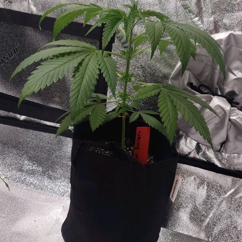 Samarian Sunset growlog timeline photo