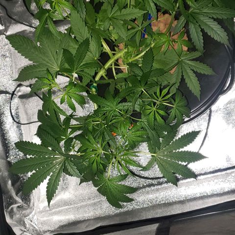 Guineo growlog timeline photo