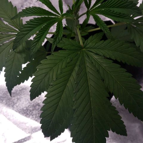 Samarian Sunset growlog timeline photo
