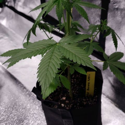 Patacon growlog timeline photo