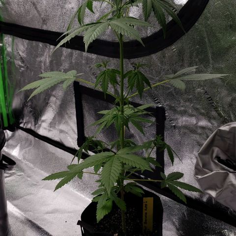 Patacon growlog timeline photo