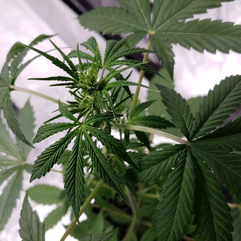Patacon growlog timeline photo
