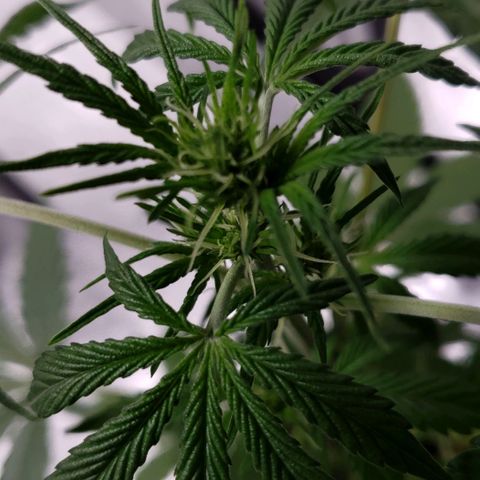 Patacon growlog timeline photo