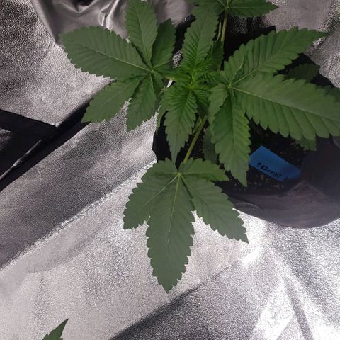 Peyote growlog timeline photo