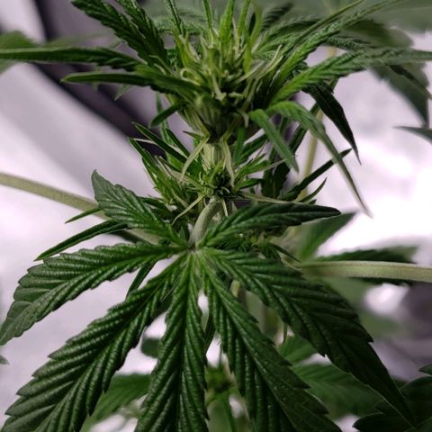 Patacon growlog timeline photo