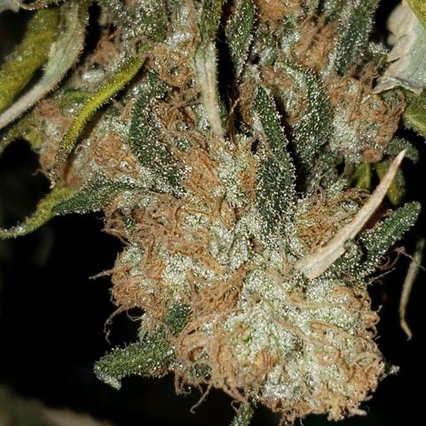 Cookie growlog timeline photo