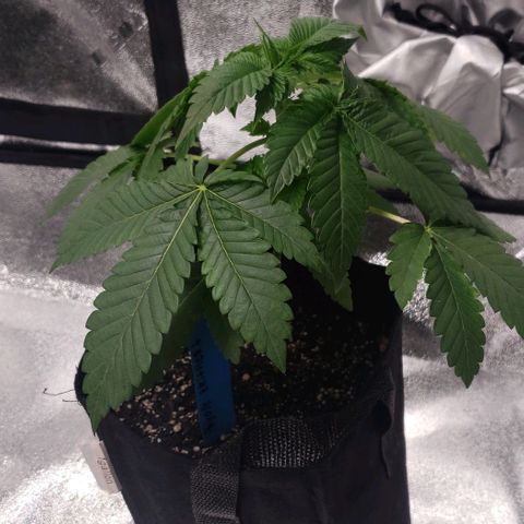 Peyote growlog timeline photo
