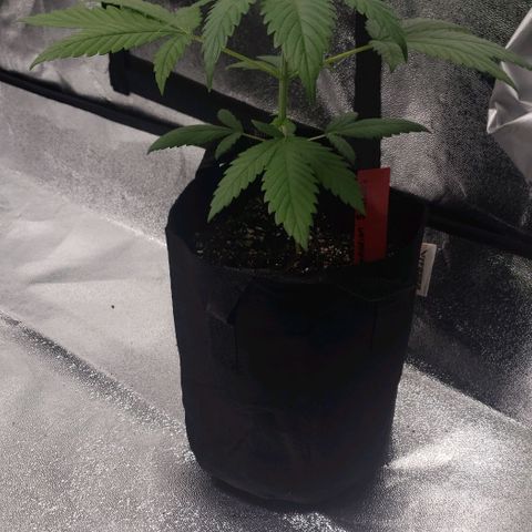 Samarian Sunset growlog timeline photo