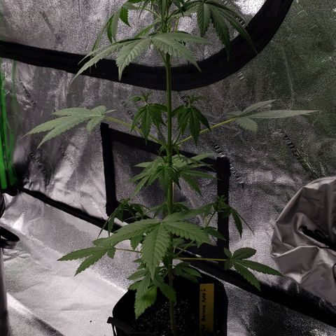 Patacon growlog timeline photo