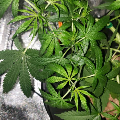 Guineo growlog timeline photo