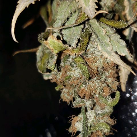 Cookie growlog timeline photo