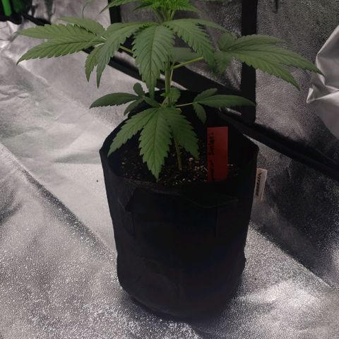Samarian Sunset growlog timeline photo
