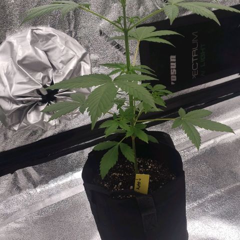 Patacon growlog timeline photo