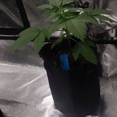 Peyote growlog timeline photo