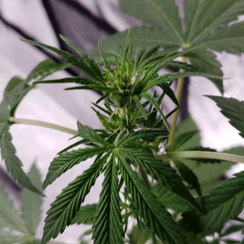 Patacon growlog timeline photo