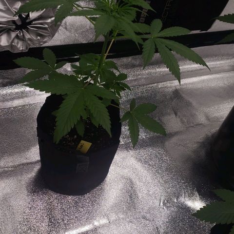 Patacon growlog timeline photo