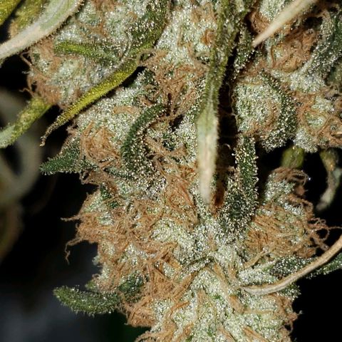 Cookie growlog timeline photo