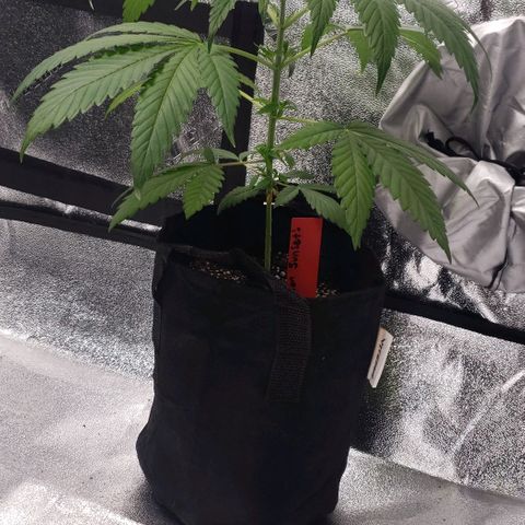 Samarian Sunset growlog timeline photo