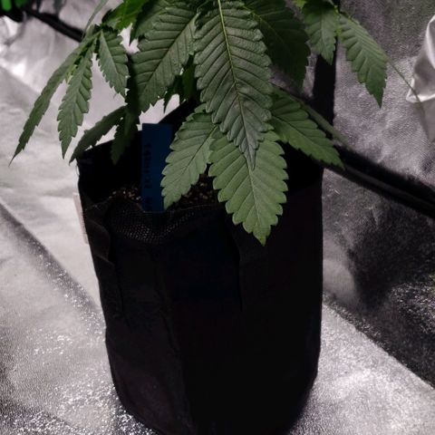 Peyote growlog timeline photo