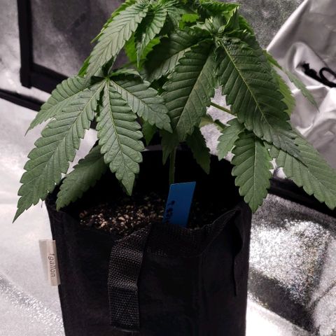 Peyote growlog timeline photo