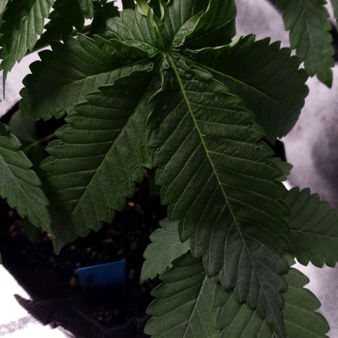 Peyote growlog timeline photo