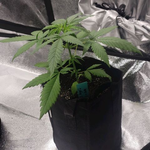 Angelito growlog timeline photo