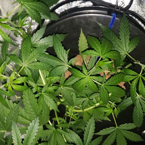 Guineo growlog timeline photo